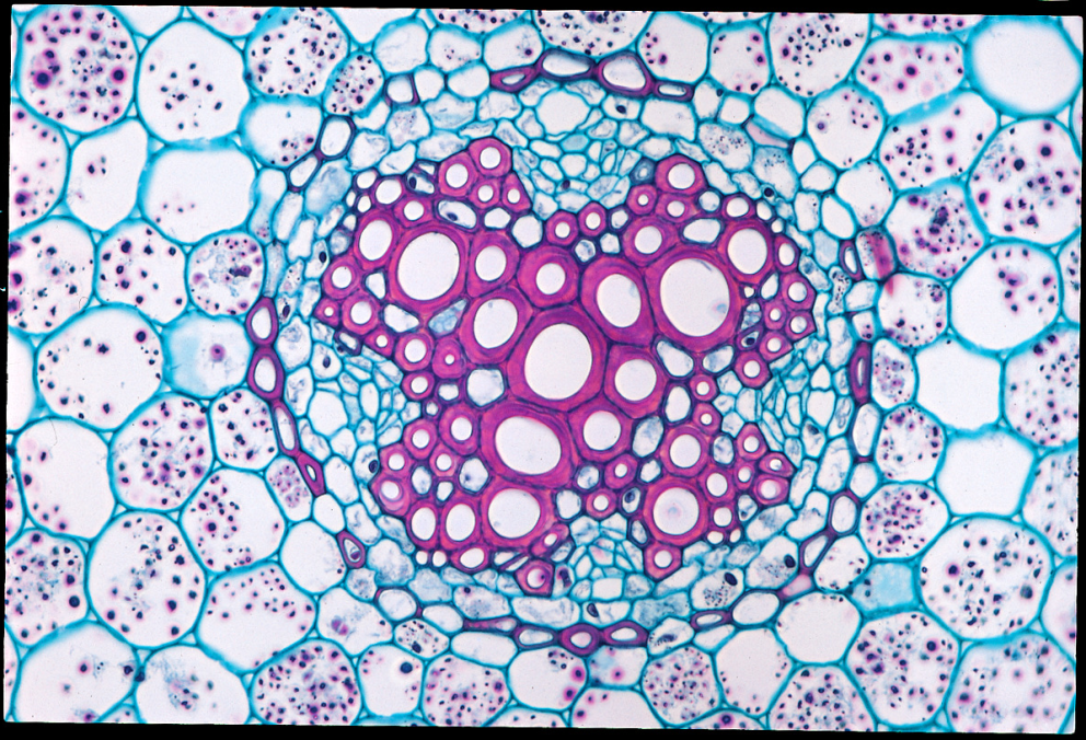 Enhance Your Classroom Experience with High-Quality Biology Lab ...