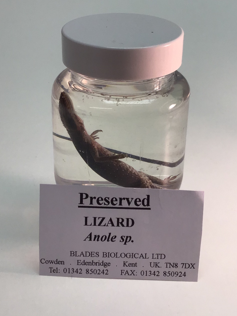 The Role of Preserved Specimens in Advancing Biological Education ...