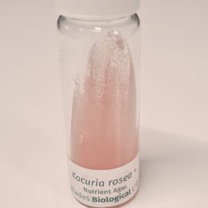 Kocuria rosea + (LZB 060)