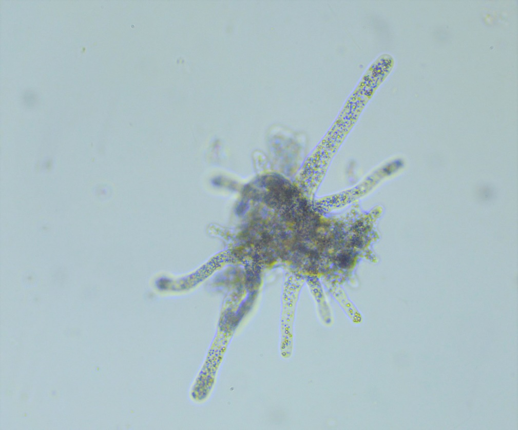 A microscopic view of Amoeba proteus