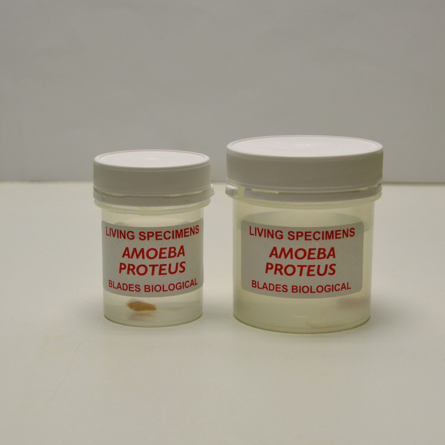 Amoeba proteus living specimens in a specimen container