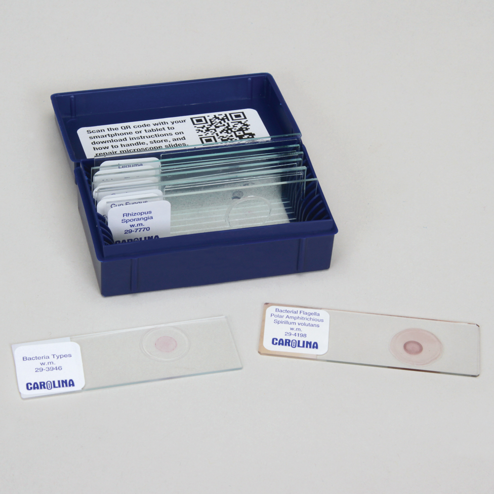 a set of microscope slides