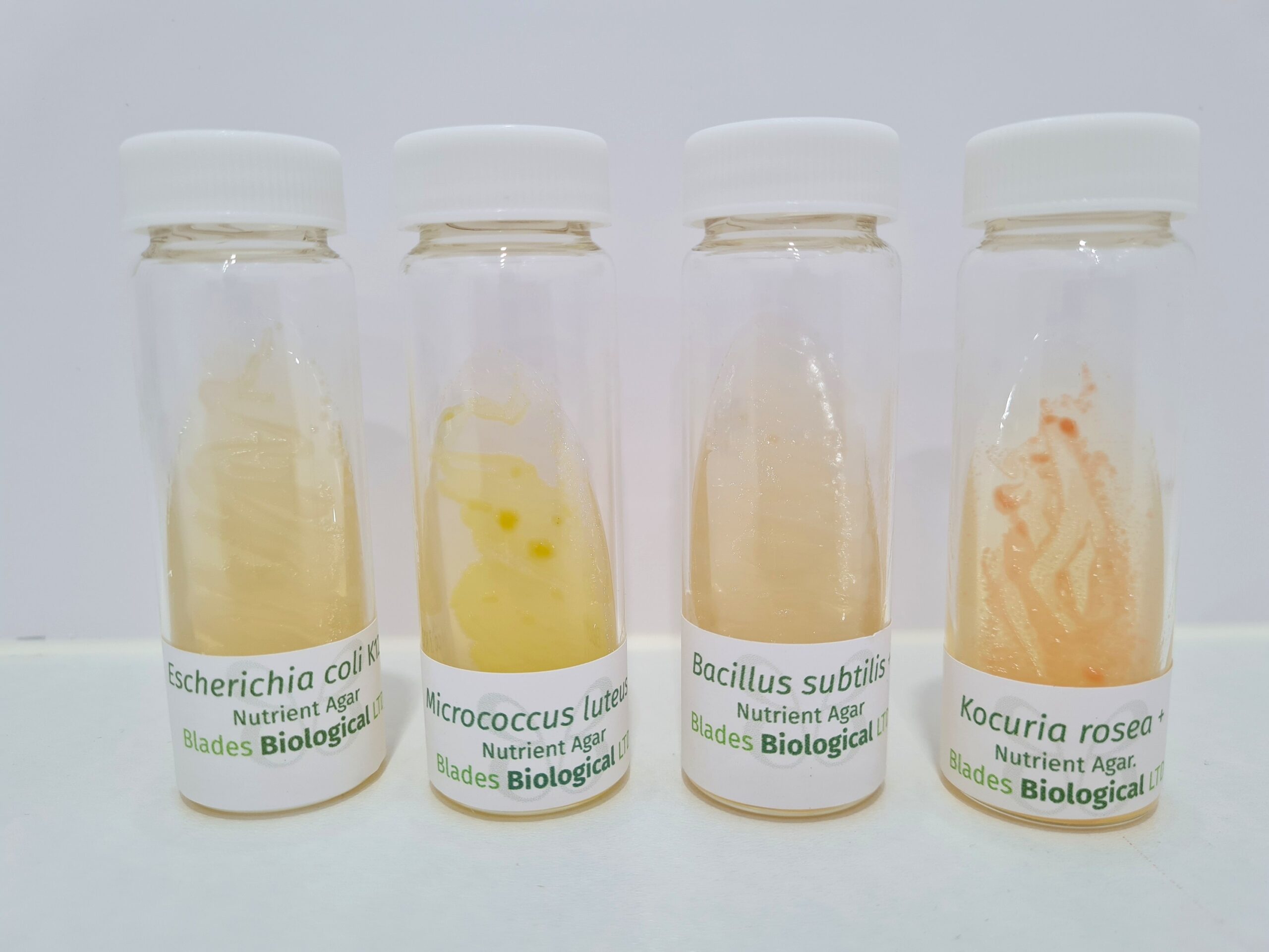 Bacteria Cultures
