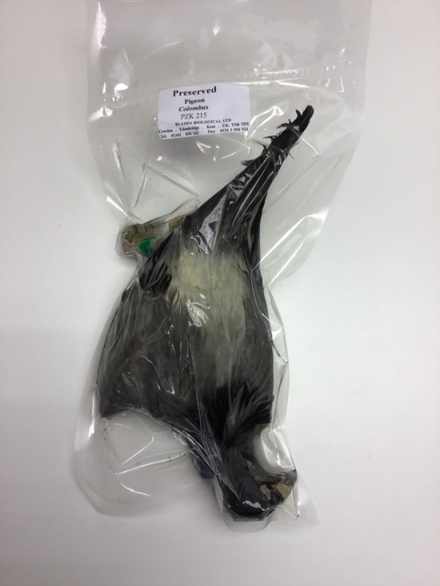 Bird Species, Preserved