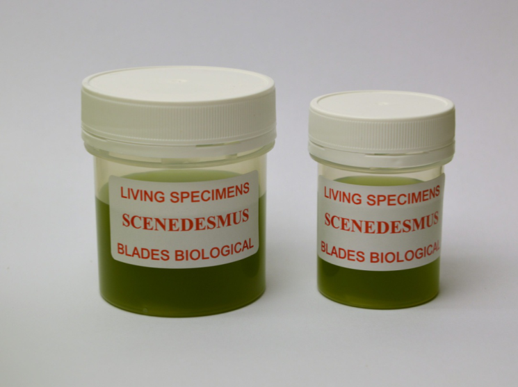 Scenedesmus quadricauda.