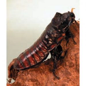 Giant Hissing Cockroaches